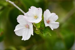 桜　２　　DSC_7746