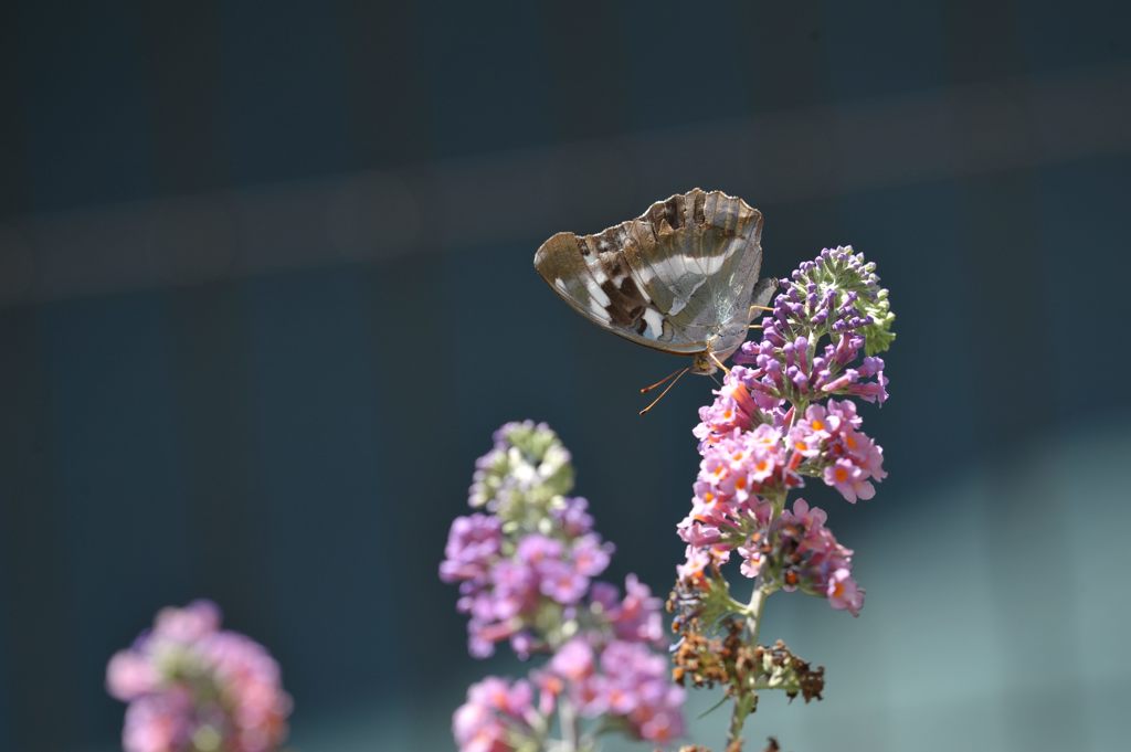 ブッドレアにメスグロヒョウモン　DSC_8365