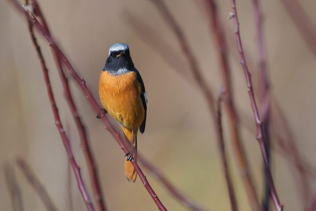 上手く撮れましたか？　　DSC_3927