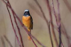 上手く撮れましたか？　　DSC_3927