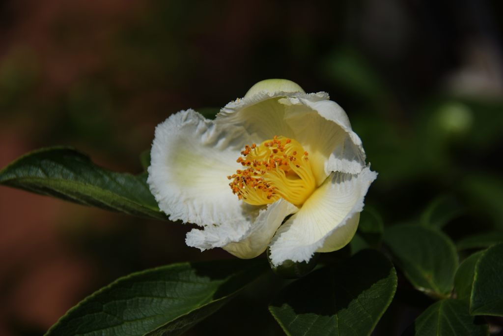 ナツツバキ開花　　DSC_2368