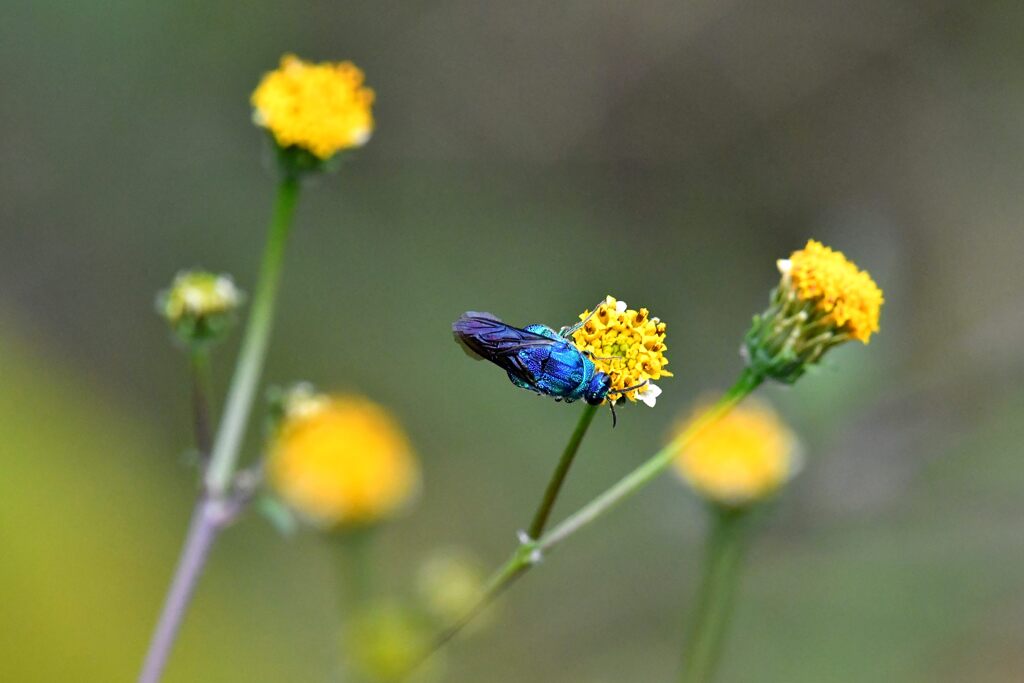 野の花にオオセイボウ　１　　　DSC_3488