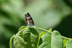 アサマイチモンジ　　　DSC_2238