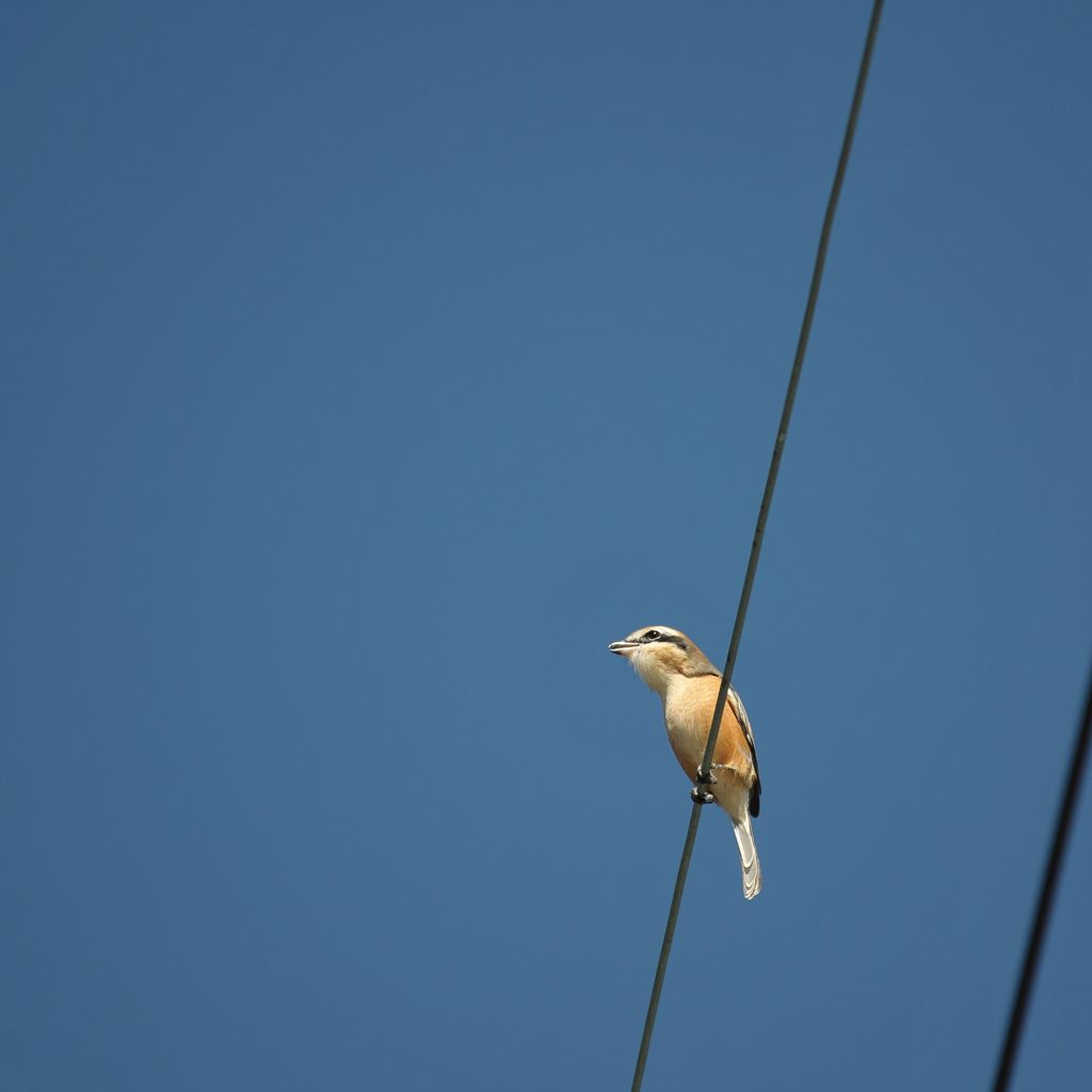 青空に鳴く　DSC_8693