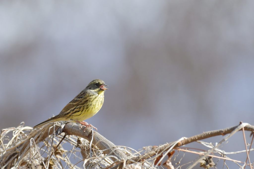 アオジ鳴く　DSC_4293