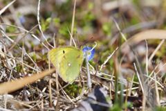 オオイヌノフグリにモンキチョウ　　DSC_5430