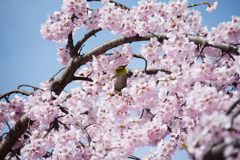 桜に囲まれて　　DSC_1002