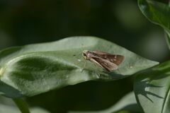 葉の上で一休み　　DSC_2054