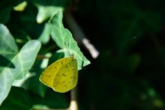 キタキチョウ　　DSC_6086