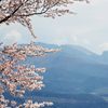桜～浅間山霞んで～　DSC_2463