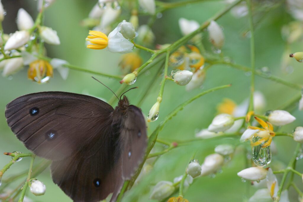 雨が上がって　DSC_5887