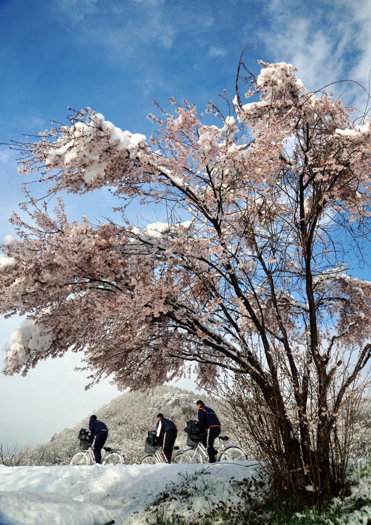 桜「吹雪」の朝