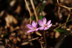 野の花　２　DSC04784