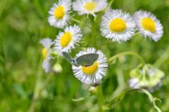 野の花にツバメシジミ　　DSC_7119