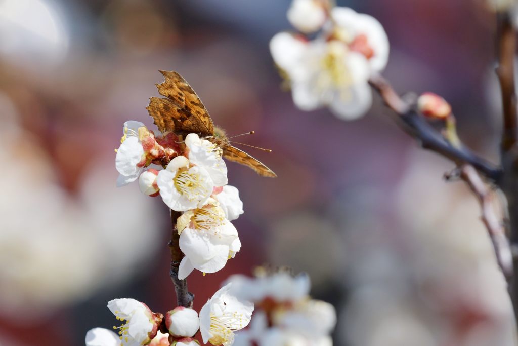 梅にキタテハ　DSC_8039