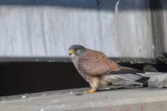 橋脚にチョウゲンボウ　　DSC_7133
