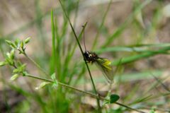 キバネツノトンボ　　DSC_7076