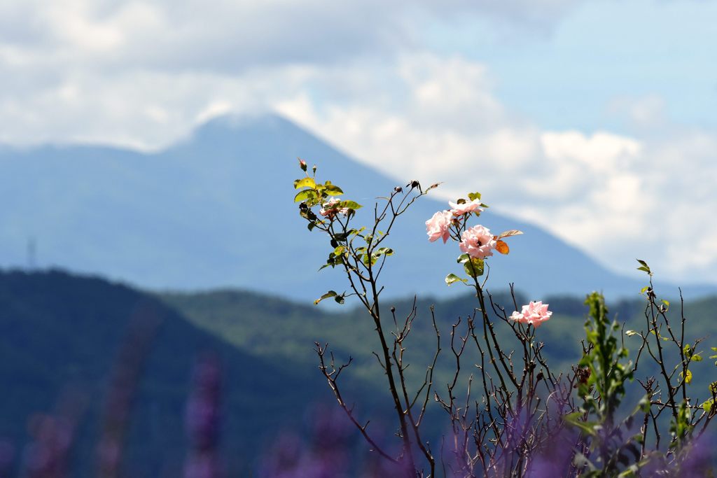 今日から７月　DSC_5018