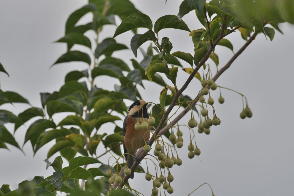 どれにしようかな～　　DSC_6532