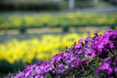 こちらも主役　　DSC_0847
