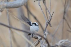 バイバイ　DSC_6955