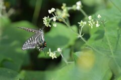 朝食の時間　DSC_2867