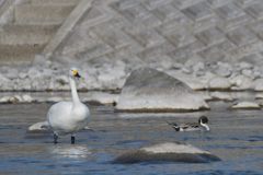 コハクチョウとオナガガモ　DSC_3993