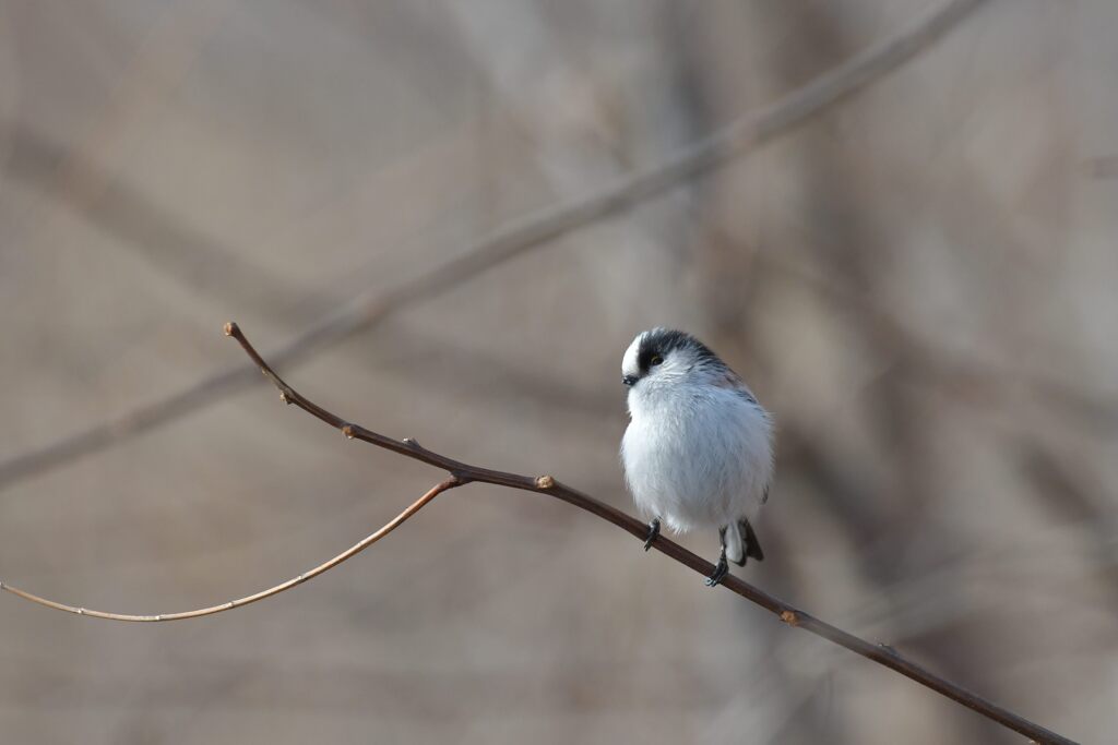 エナガ　　　DSC_3853