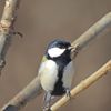 川原のシジュウカラ　DSCN1758
