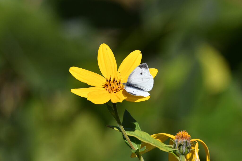 野の花にモンシロチョウ　　DSC_4918