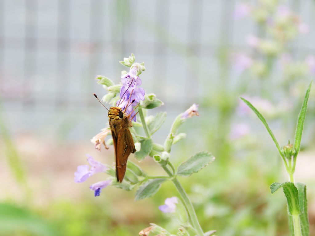 いい香り～　IMG_2261