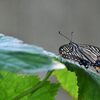 ナミアゲハ　　DSC_9965