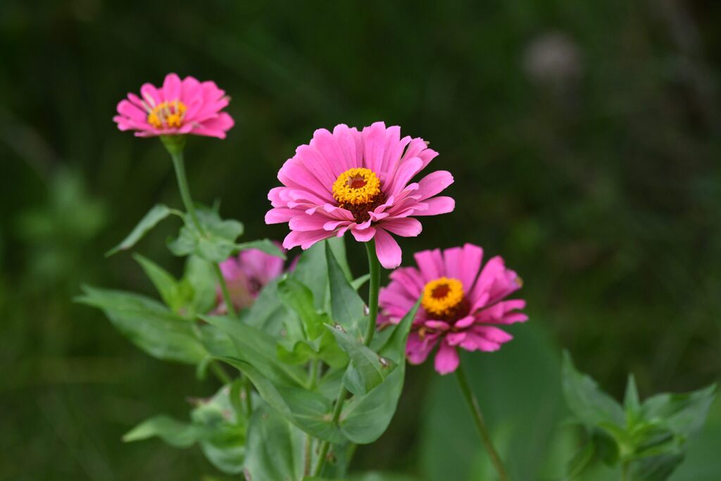 百日草　　DSC_2000