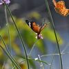 食事中の求愛　４　　　DSC_2209