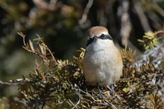 カメラ目線　DSC_5087