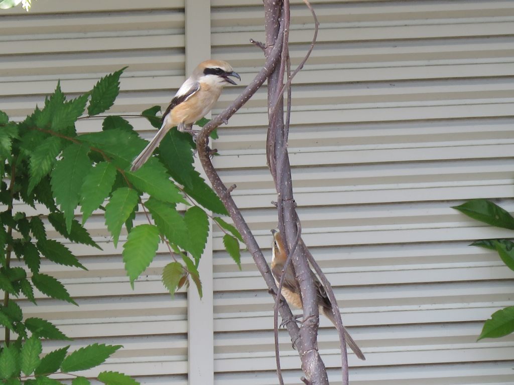 戯れる　IMG_0748