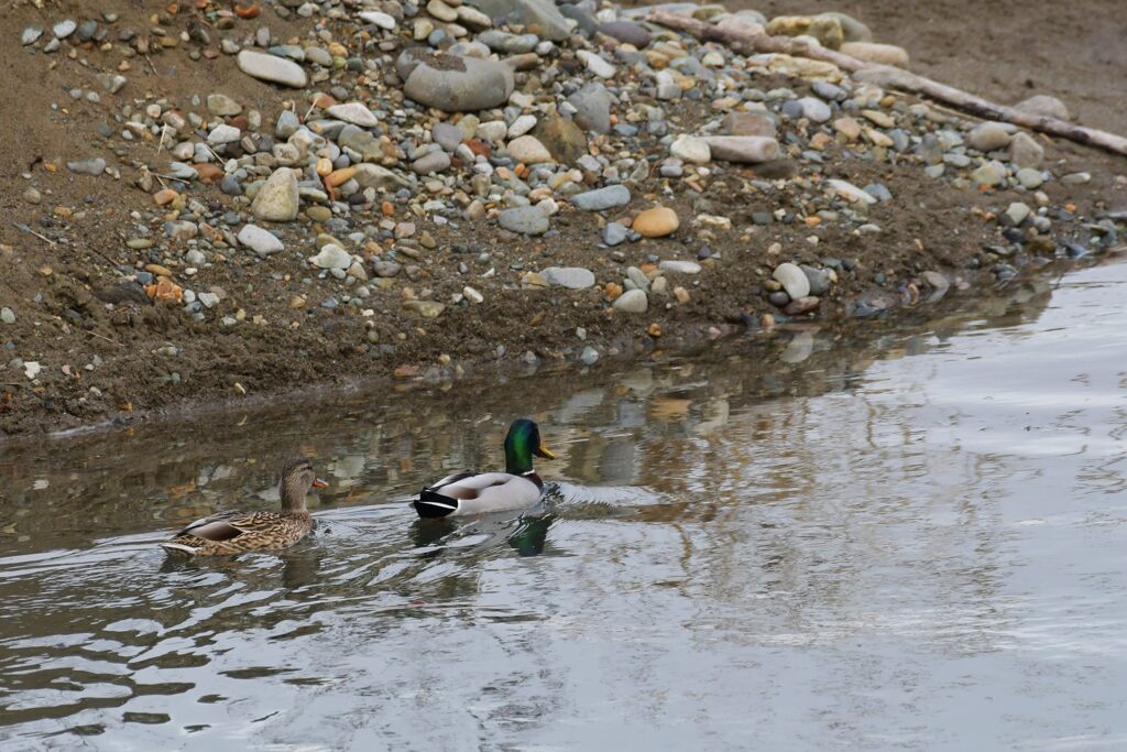 のんびりと　　DSC_2880