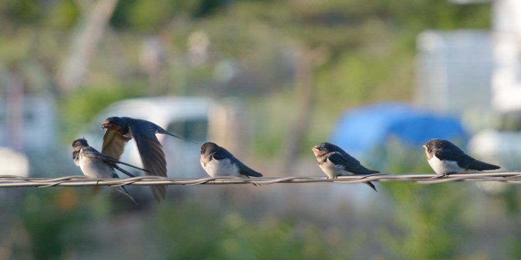 泣く子には勝てず　DSC_5245