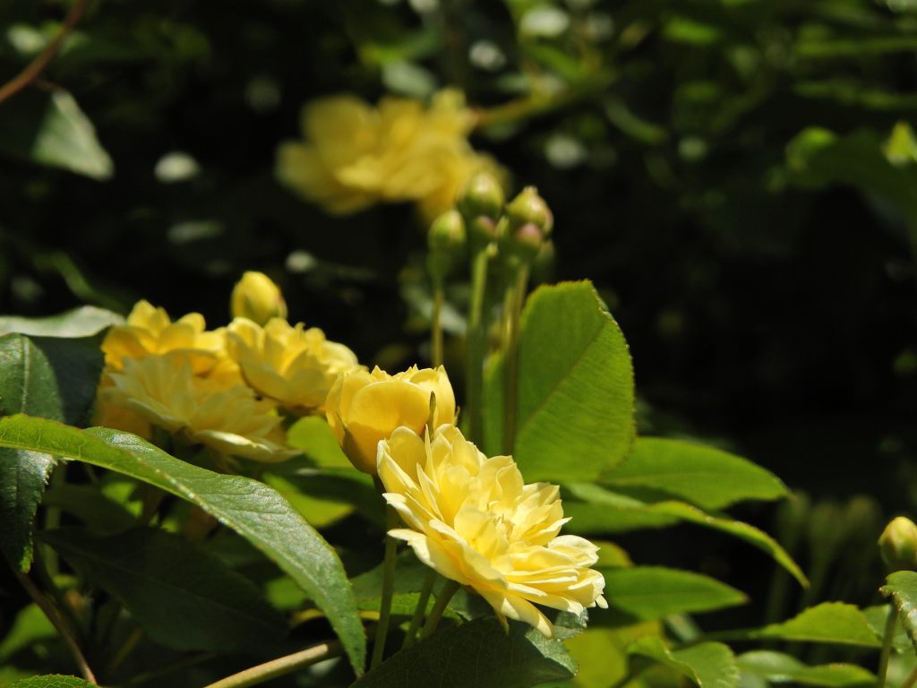 モッコウバラ開花　DSCN5184