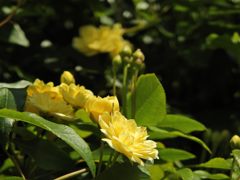 モッコウバラ開花　DSCN5184