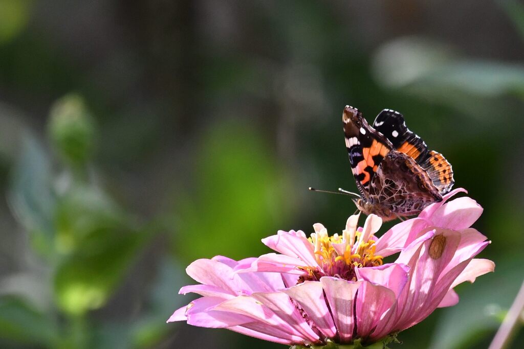 百日草にアカタテハ　１　　DSC_1578