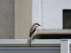 思案中・・・　IMG_1228