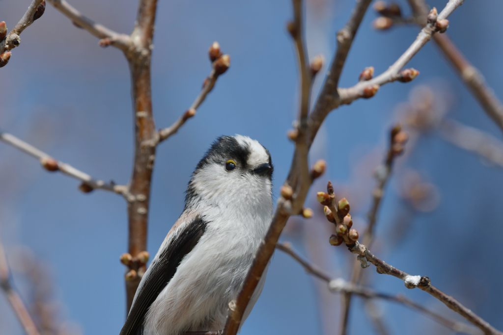 撮るの？　DSC_7943