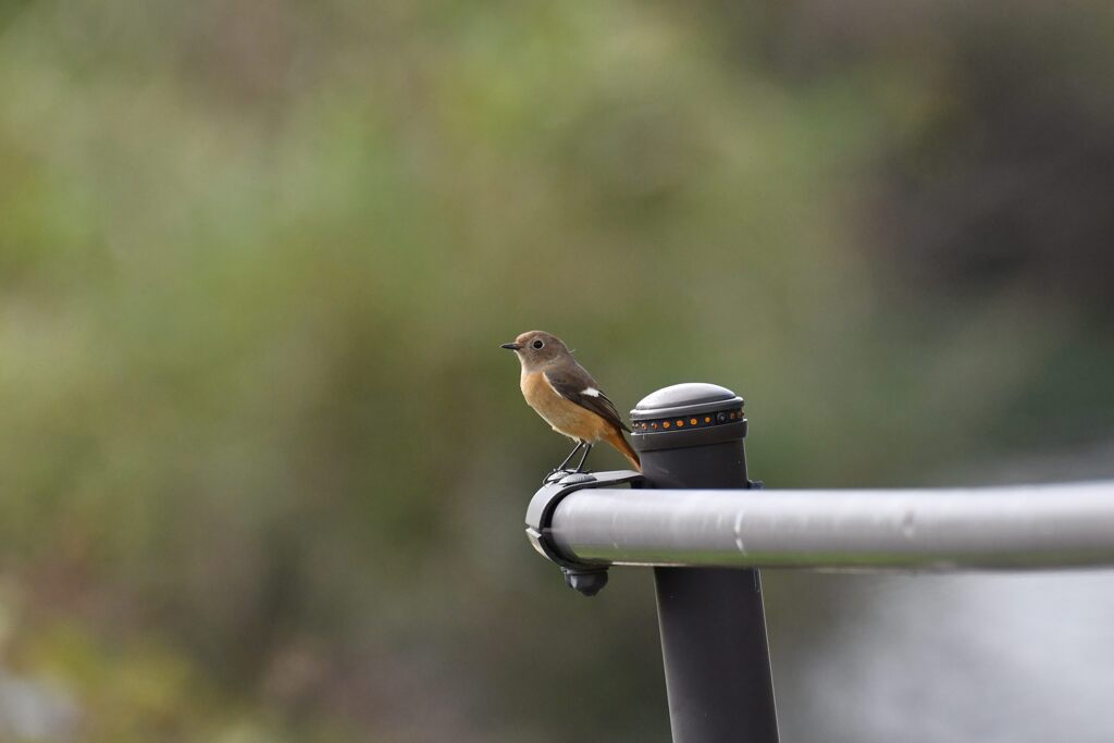 また遊ぼうね　　　DSC_3576