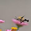 ホシホウジャク   1　　　DSC_3061