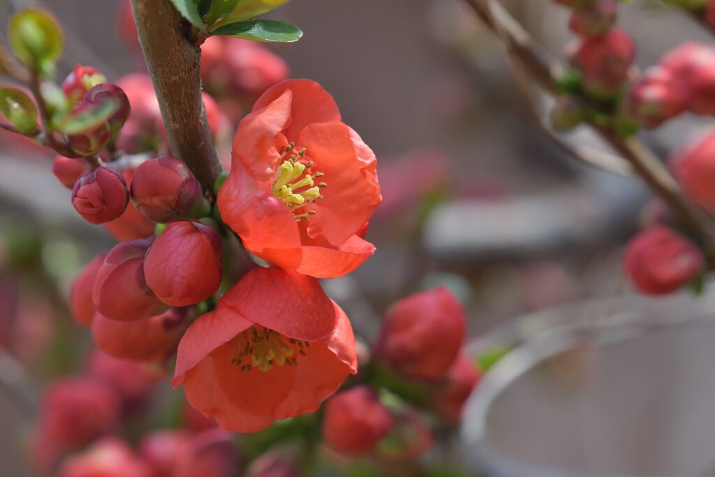 ボケ開花　　DSC_1579