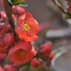 ボケ開花　　DSC_1579