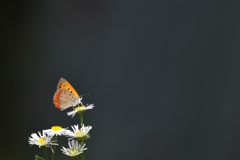背景 １　DSC_5941