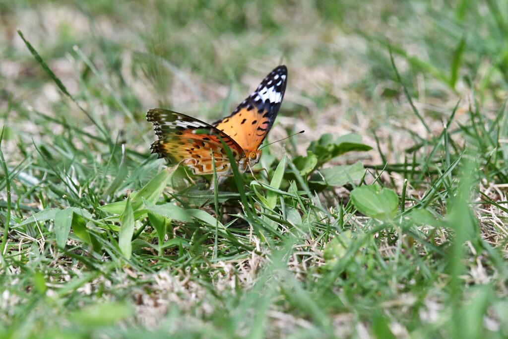 託す　　DSC_0653