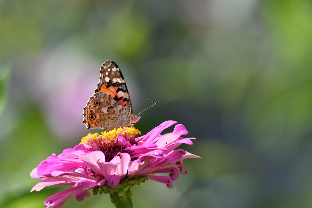 ヒメアカタテハ　　DSC_1443